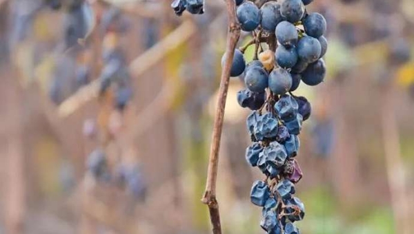 Berry Shrivel: μια φυσιοπάθεια που δεν πρέπει να υποτιμάται